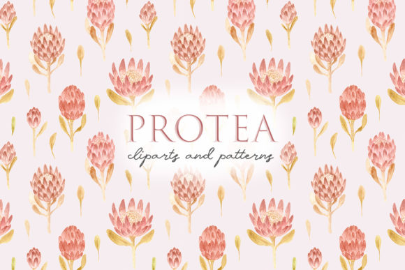 Watercolor Protea Flowers. Pink Cliparts