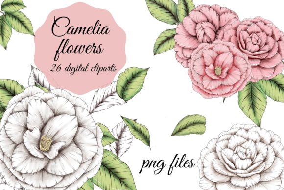 White and Pink Camelia Flowers Clipart: A Versatile Digital Design Tool